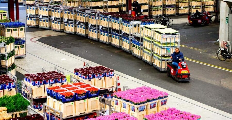 Aalsmeer: Flower Auction Royal Flora Holland Entry Ticket - Key points to know before you go