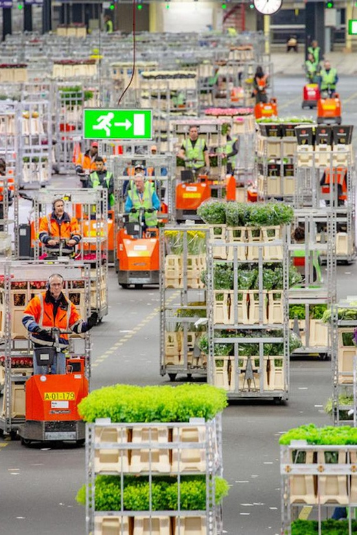 Aalsmeer: Flower Auction Royal Flora Holland Entry Ticket - Why Aalsmeer is more than a pretty flower display