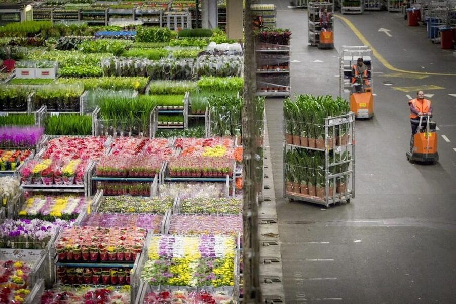 Aalsmeer: Flower Auction Royal Flora Holland Entry Ticket - Following the self-guided route at your own speed