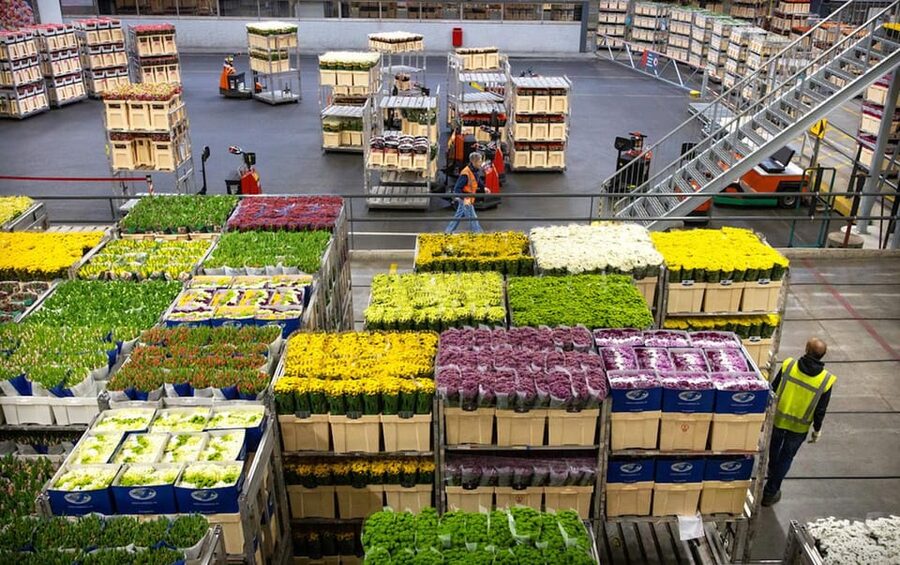 Aalsmeer: Flower Auction Royal Flora Holland Entry Ticket - What makes the working facility fascinating