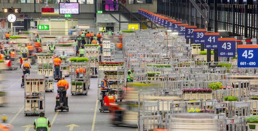 Aalsmeer: Flower Auction Royal Flora Holland Entry Ticket - Is the $14 ticket good value?