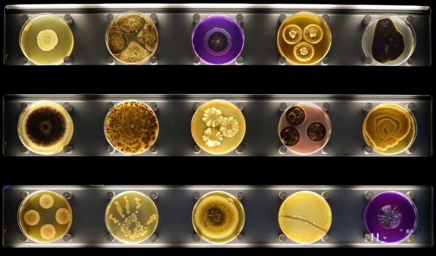 Amsterdam: ARTIS-Micropia Microbe Museum Entry Ticket - The First Exhibits: Making Invisible Life Visible