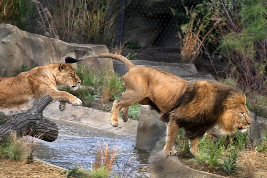 Amsterdam: ARTIS Royal Zoo and ARTIS Groote Museum Ticket - Key points to know before you go