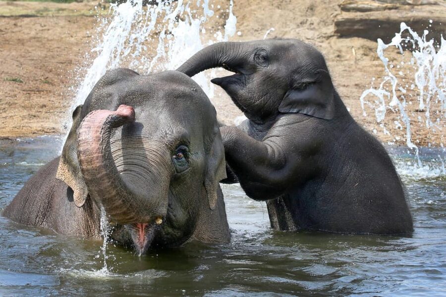 Amsterdam: ARTIS Royal Zoo and ARTIS Groote Museum Ticket - Starting at ARTIS Groote Museum beside the flamingos