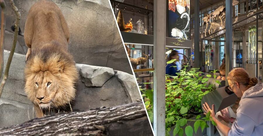 Amsterdam: ARTIS Royal Zoo and ARTIS Groote Museum Ticket - From lions to lemurs at the renewed Kerbertterras