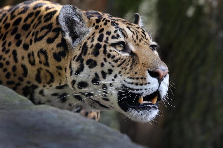 Amsterdam: ARTIS Royal Zoo and ARTIS Groote Museum Ticket - Adding space travel at the ARTIS Planetarium