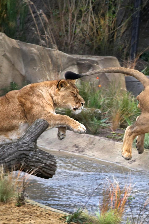 Amsterdam: ARTIS Royal Zoo and ARTIS Groote Museum Ticket - Who should choose this ARTIS combination?
