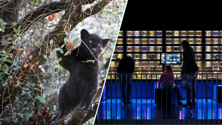 Amsterdam: Artis Royal Zoo & ARTIS-Micropia Combo Ticket - What Makes This Combo Worth Your Time