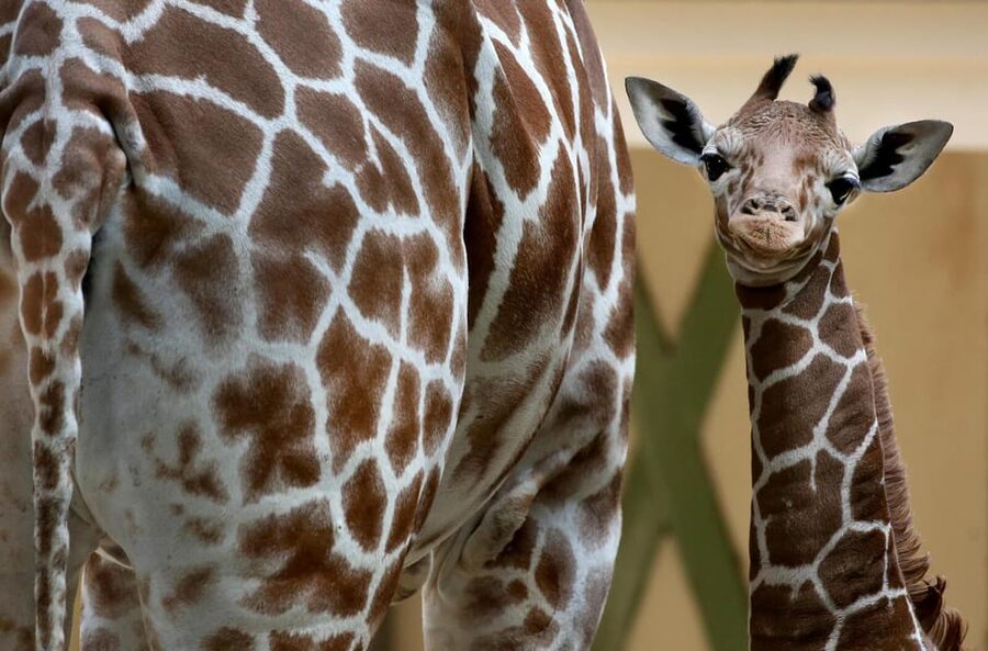 Amsterdam: Artis Royal Zoo & ARTIS-Micropia Combo Ticket - From Madagascar to Asian Small-Clawed Otters