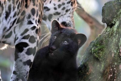 Artis Royal Zoo & ARTIS-Micropia Combo Ticket