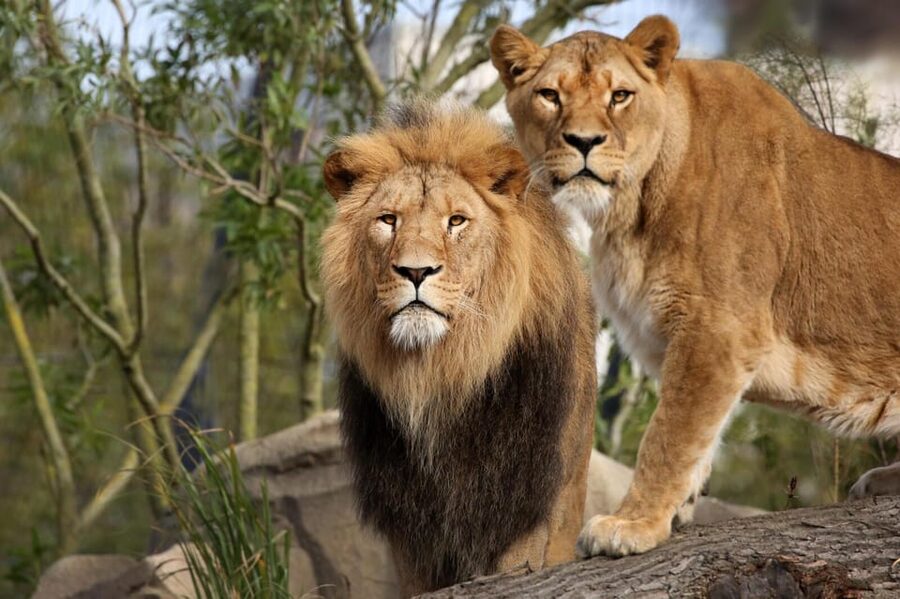 Amsterdam: Artis Royal Zoo & ARTIS-Micropia Combo Ticket - Gardens, Monuments, and the Planetarium