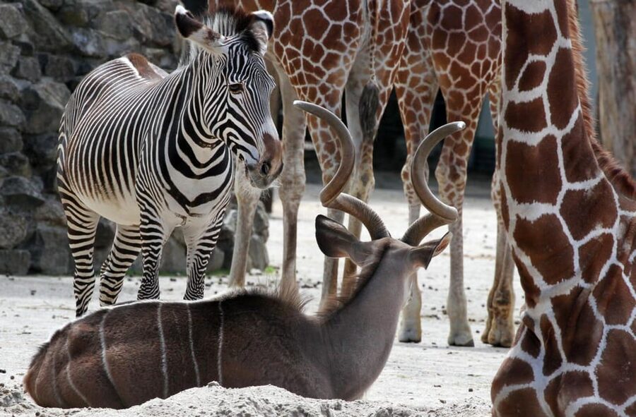 Amsterdam: Artis Royal Zoo & ARTIS-Micropia Combo Ticket - Planning the Order of Your Day