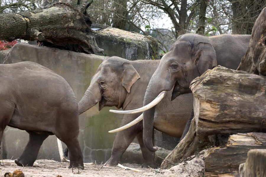 Amsterdam: Artis Royal Zoo & ARTIS-Micropia Combo Ticket - Price, Families, and Overall Value