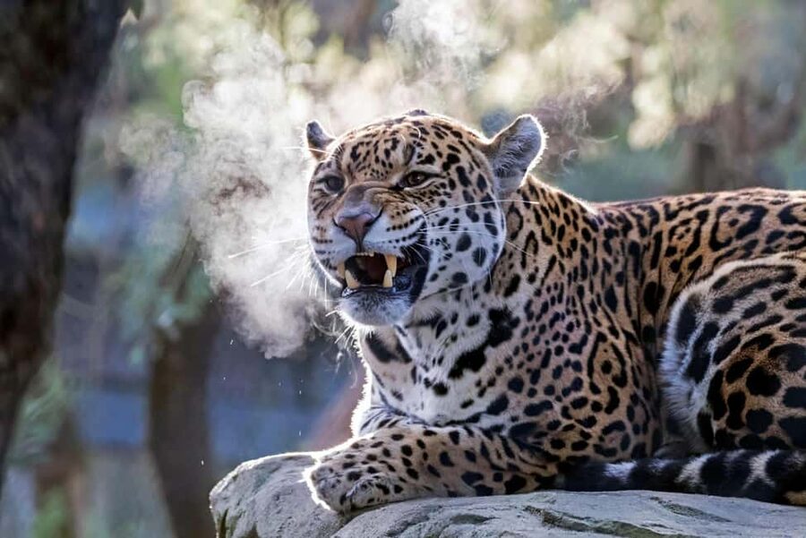 Amsterdam: ARTIS Royal Zoo Entry Ticket - Why ARTIS Feels Different From a Typical City Zoo