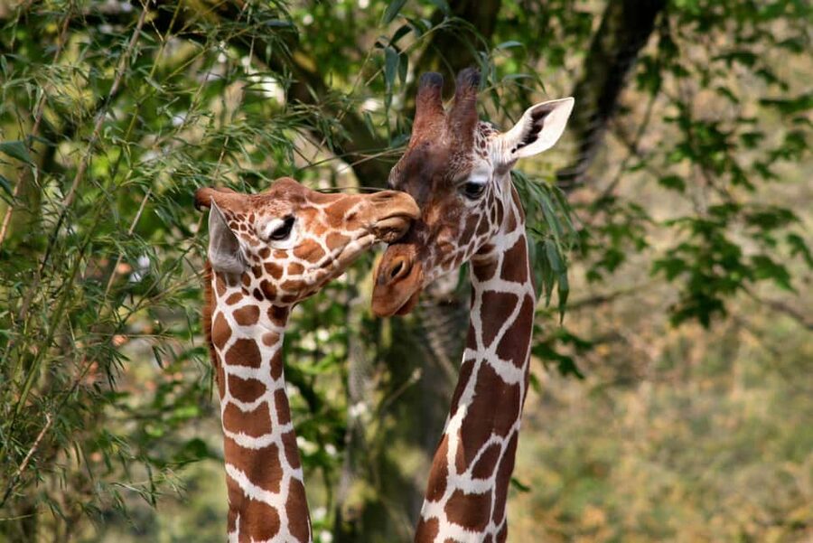 Amsterdam: ARTIS Royal Zoo Entry Ticket - Is The $20 Ticket Good Value?
