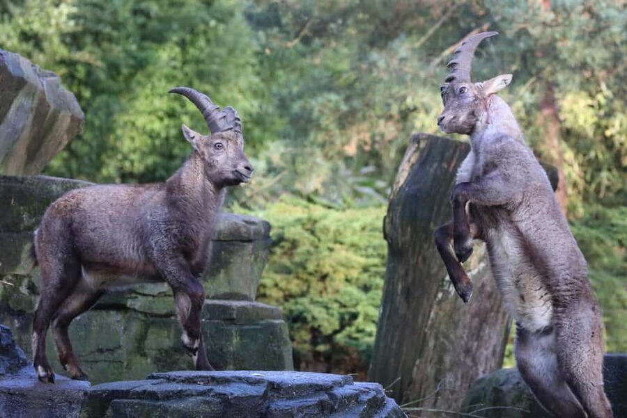 Amsterdam: ARTIS Royal Zoo Entry Ticket - Who Will Enjoy ARTIS Most?