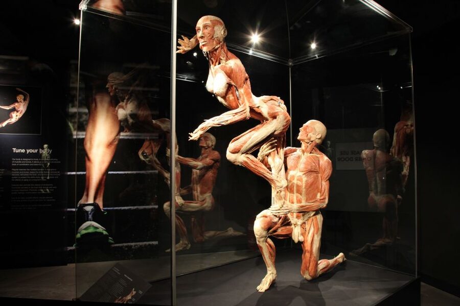 Amsterdam: Body Worlds Exhibition and Canal Cruise - Body Worlds at Damrak 68: a serious look at being human