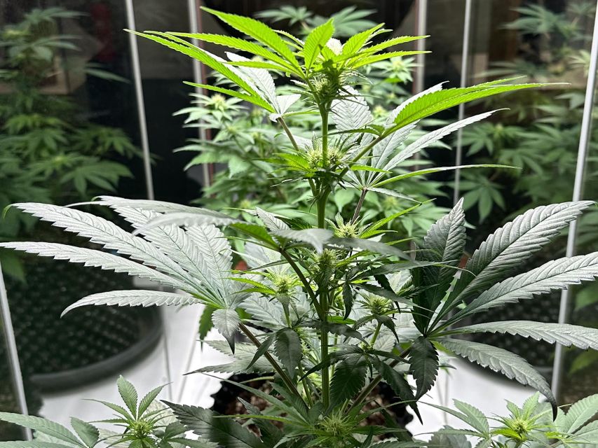 Amsterdam: Cannabis Museum Entry Ticket - Live plants, microscopes, and the science displays