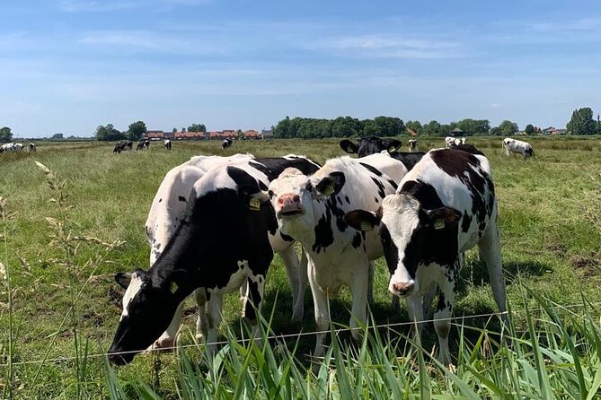 Amsterdam Countryside Bike and Kayak Tour - Watergang, wetlands, and the long kayak section