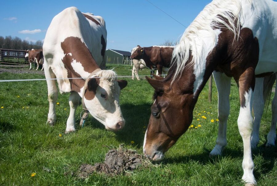 Amsterdam: Full-Day Countryside Tour - Edam, Volendam, and Marken in one afternoon