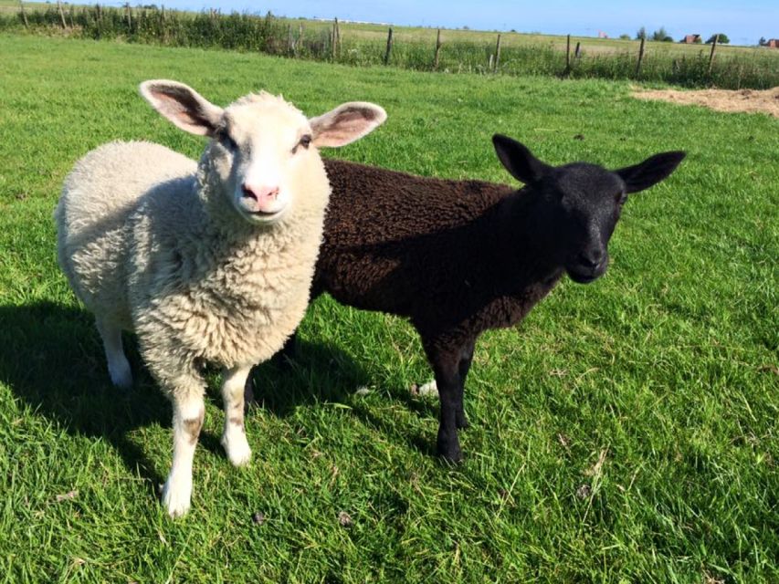 Amsterdam: Full-Day Countryside Tour - What the guides add to the day