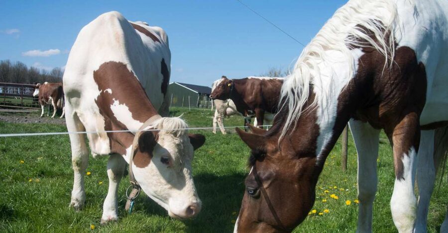 Amsterdam: Full-Day Countryside Tour - Is $1,130 good value?