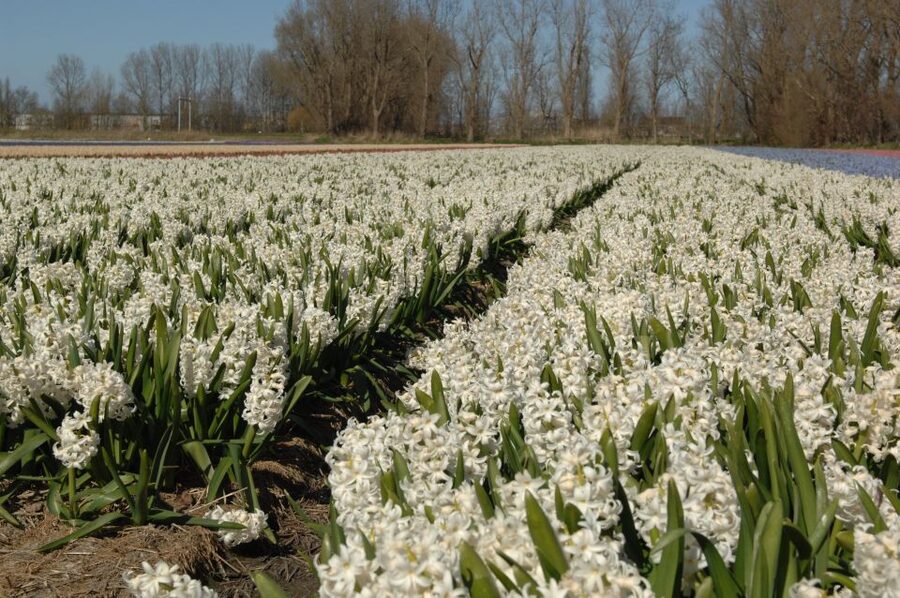 Amsterdam: Half-Day Flower Fields and Keukenhof Bicycle Tour - Key points before you book