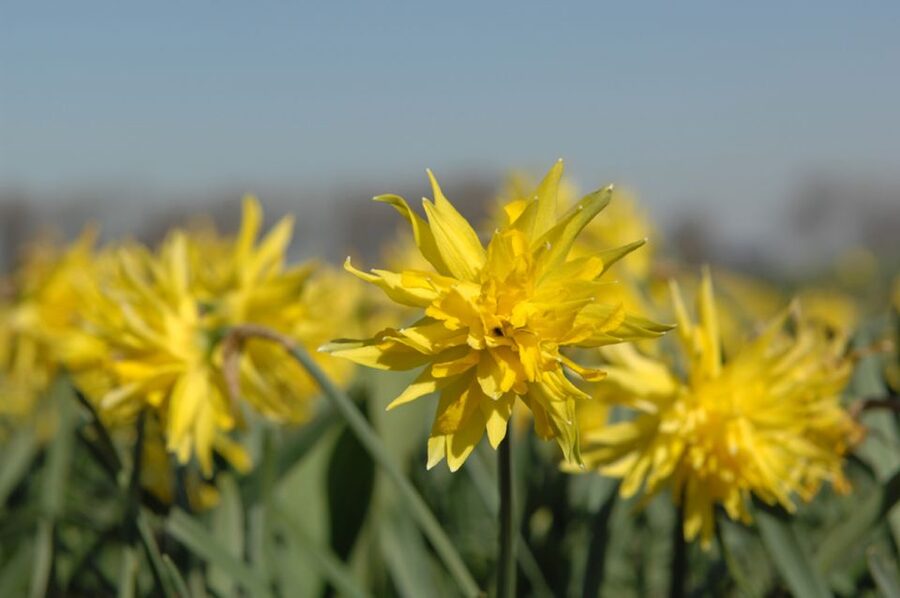 Amsterdam: Half-Day Flower Fields and Keukenhof Bicycle Tour - The 30-minute train to Hillegom