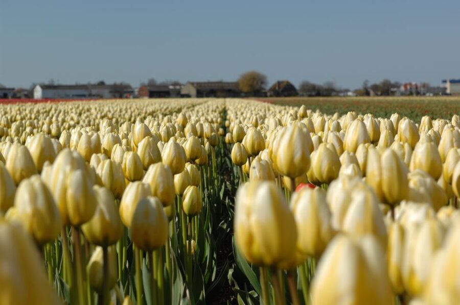 Amsterdam: Half-Day Flower Fields and Keukenhof Bicycle Tour - The flower nursery visit