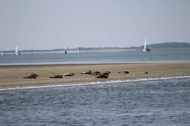 Amsterdam: Half-Day Seal Safari at Waddensea UNESCO Site - Key points at a glance