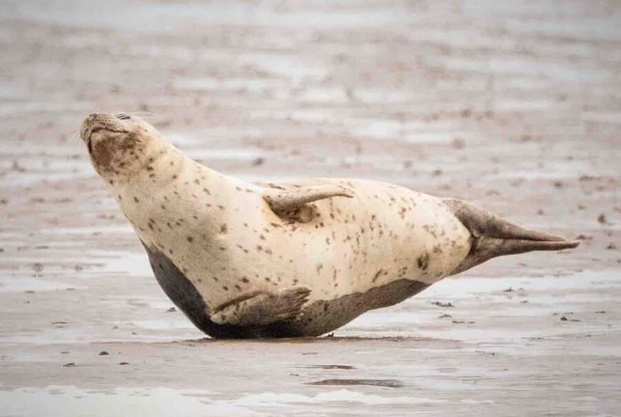 Amsterdam: Half-Day Seal Safari at Waddensea UNESCO Site - Should you book the Wadden Sea seal safari?