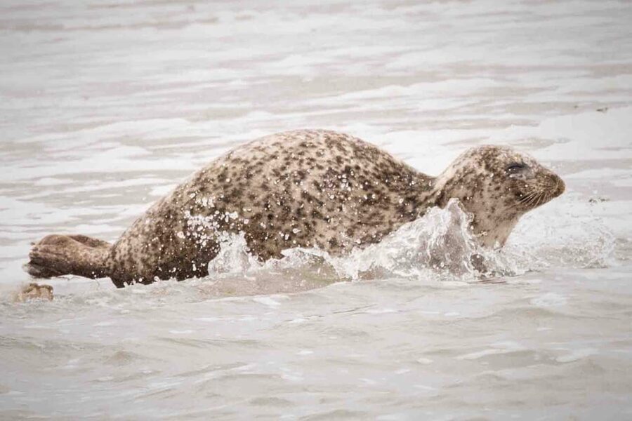 Amsterdam: Half-Day Seal Safari at Waddensea UNESCO Site - Why the Wadden Sea makes a strong day trip