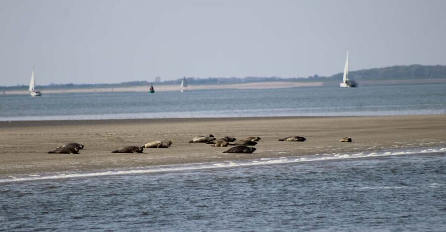 Amsterdam: Half-Day Seal Safari at Waddensea UNESCO Site - Arriving at the tidal Wadden Sea