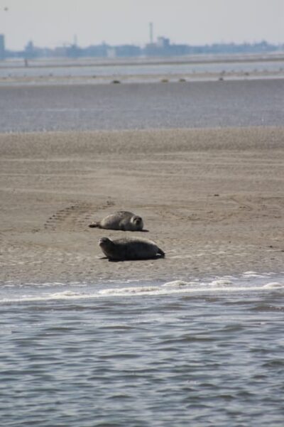 Half-Day Seal Safari at Waddensea UNESCO Site