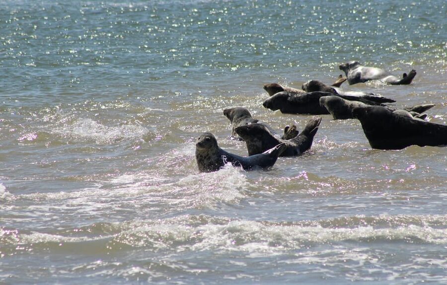 Amsterdam: Half-Day Seal Safari at Waddensea UNESCO Site - What you might see from the boat