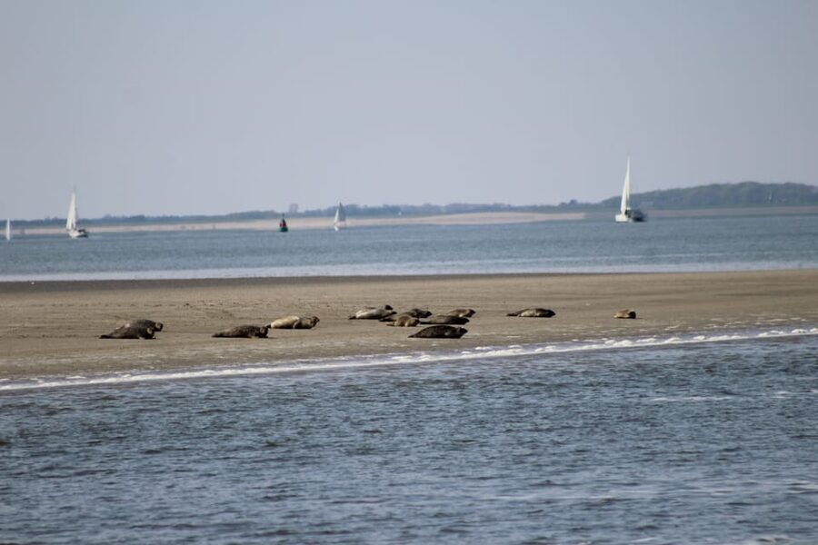 Amsterdam: Half-Day Seal Safari at Waddensea UNESCO Site - Medemblik adds a historic Dutch stop