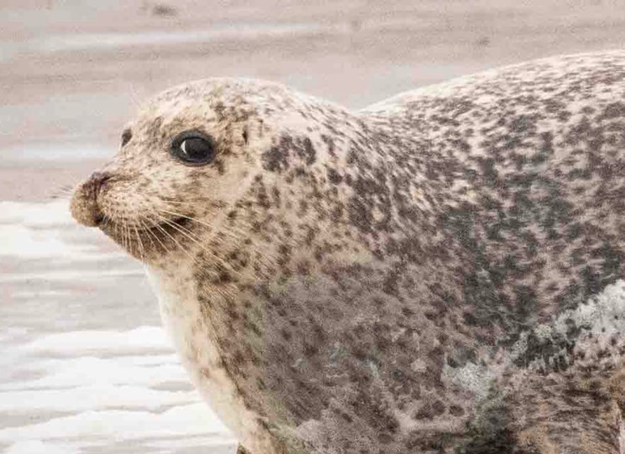 Amsterdam: Half-Day Seal Safari at Waddensea UNESCO Site - Is $199 a fair price?