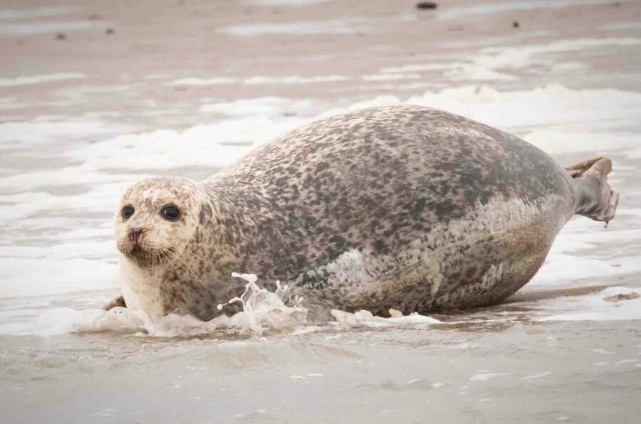 Amsterdam: Half-Day Seal Safari at Waddensea UNESCO Site - Who will enjoy this outing most?