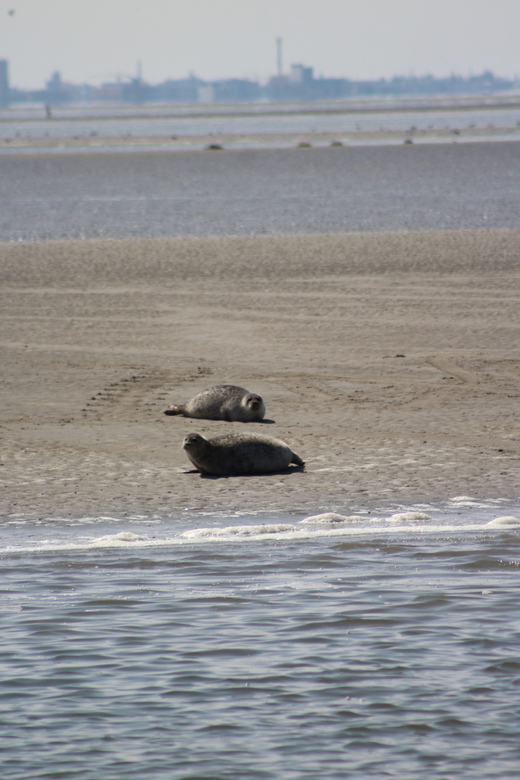 Amsterdam: Half-Day Seal Safari at Waddensea UNESCO Site - Practical preparation for the seven-hour trip
