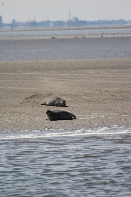 Amsterdam: Half-Day Seal Safari at Waddensea UNESCO Site - Leaving Amsterdam behind the Central Station