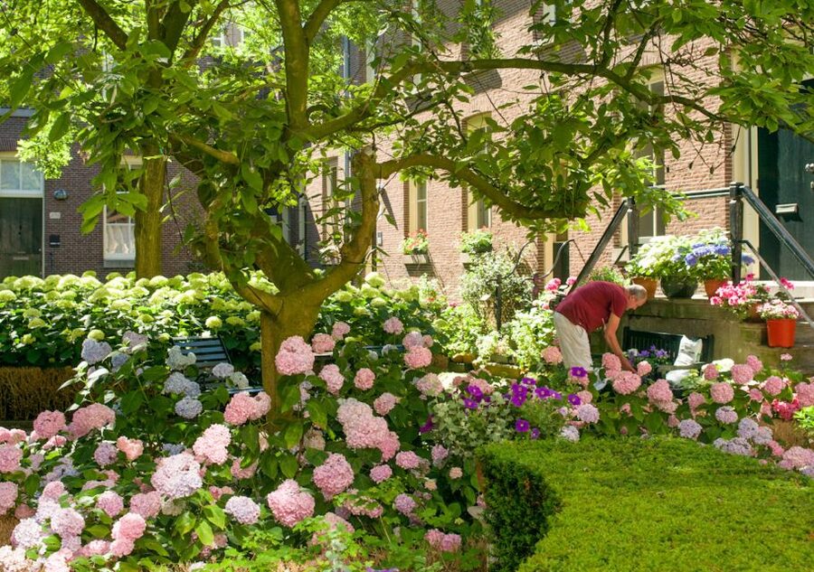 Amsterdam: Jordaan District Tour with a German guide - What the guides add to the experience