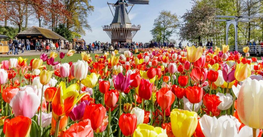 Amsterdam: Keukenhof and Zaanse Schans Live Guided Day Tour - Cheese Tasting at Catharina Hoeve