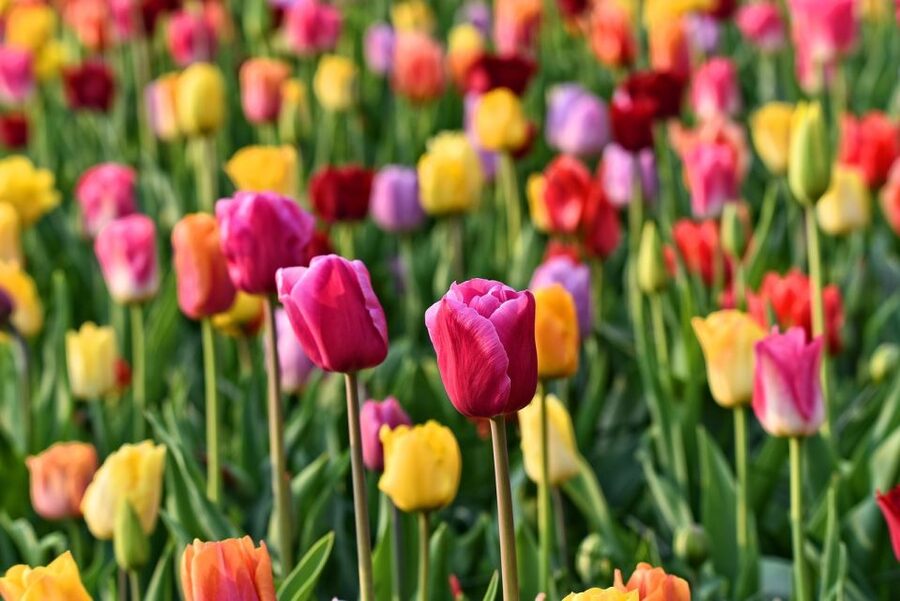 Amsterdam: Keukenhof and Zaanse Schans Live Guided Day Tour - Two Hours Among the Windmills
