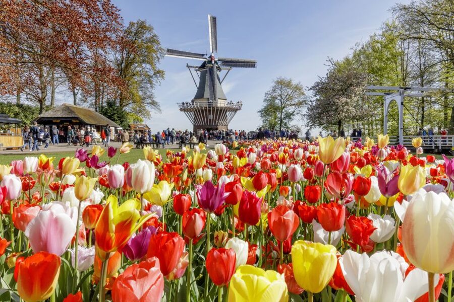 Amsterdam: Keukenhof and Zaanse Schans Live Guided Day Tour - Who Should Book This Day Out?