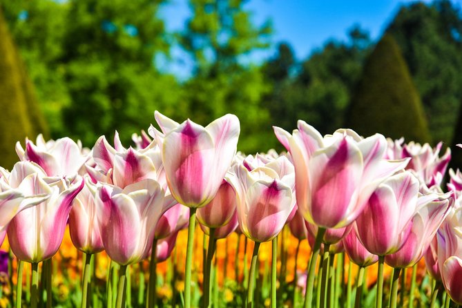 Amsterdam: Keukenhof and Zaanse Schans Windmills Guided Day Trip - Comfort, pace, and group size