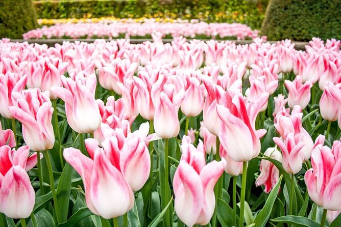 Amsterdam: Keukenhof Entry & Shuttle Bus with Flexible Return - Eating, walking, and practical comfort