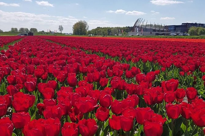 Amsterdam : Keukenhof FlowerFarm Privatetour Skip-The-Line ticket - Key details before you book