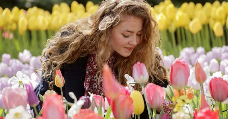 Amsterdam: Keukenhof Ticket and Roundtrip Shuttle Transfer - Price and overall value at $40