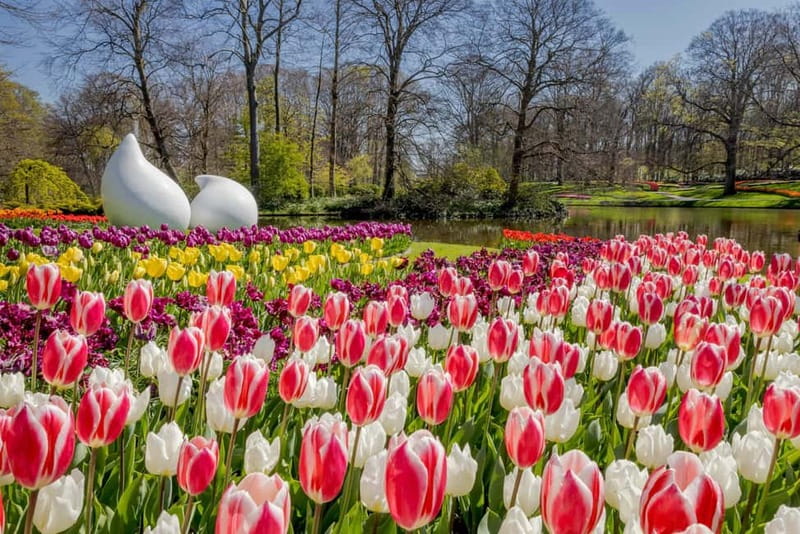 Amsterdam: Keukenhof Ticket and Roundtrip Shuttle Transfer - What makes the flowers worth the trip