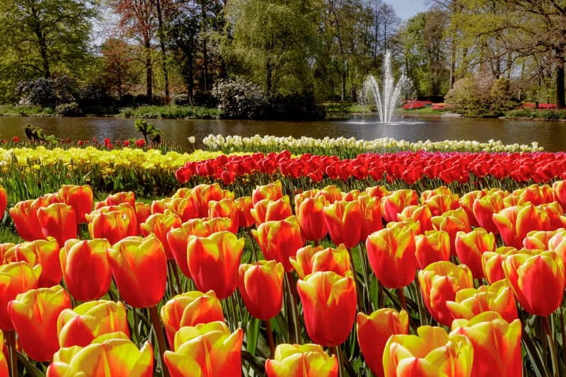 Amsterdam: Keukenhof Ticket and Roundtrip Shuttle Transfer - The return to Amsterdam